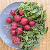 RADIS Rond Écarlate Sora