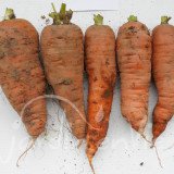 CAROTTE de Colmar à coeur rouge 2