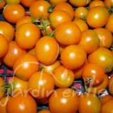 TOMATE Ida Gold