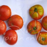 TOMATE Saint Pierre