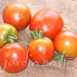 TOMATE Précoce de Quimper