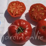 TOMATE Pruden