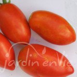 TOMATE Andes (des)