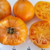 TOMATE Azoychka russe