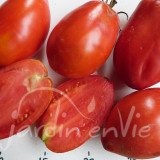 TOMATE Bargemont