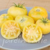 TOMATE Beauté blanche (white wonder)