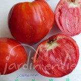 TOMATE Coeur de boeuf Red Reif