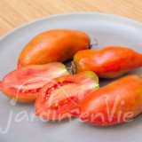 TOMATE Andine cornue