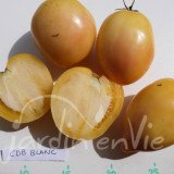 TOMATE Coeur de Boeuf blanc