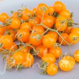 TOMATE Cerise Sweet gold