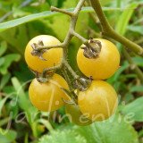 TOMATE Cerise Coyote