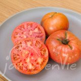 TOMATE Gregory Altaï