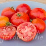 TOMATE Helfrucht