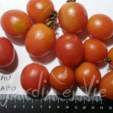 TOMATE Joyau d'Idaho