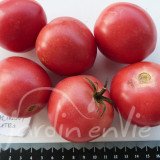 TOMATE Malinowski Retro