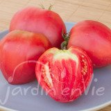 TOMATE Coeur de Boeuf Anna Russe