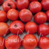 TOMATE Merveille des marchés