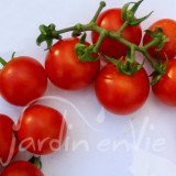 TOMATE Cerise Miel du Mexique