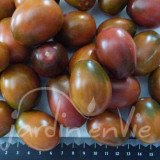 TOMATE Cerise Prune Noire (Black Plum)