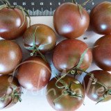 TOMATE Cerise Black Cherry