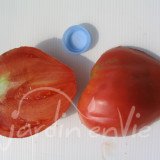 TOMATE Coeur de Boeuf Rouge