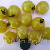 TOMATE Cerise Snow white