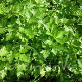 PERSIL géant d'Italie