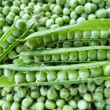 POIS NAIN Merveille de Kelvedon