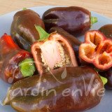 POIVRON Sweet Chocolate