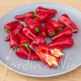 PIMENT De Padron