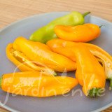 POIVRON Oro doux jaune