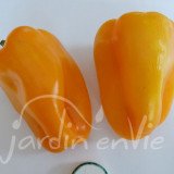 POIVRON Petit Marseillais