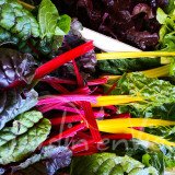 POIRÉE A cardes multicolores