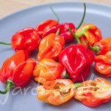 PIMENT Antillais