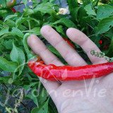 PIMENT Cayenne (de)
