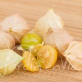 PHYSALIS Pubescent