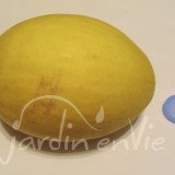 MELON Jaune canari hâtif 2