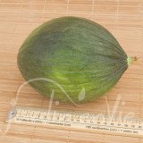 MELON Vert Olive d'Hiver