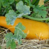 COURGETTE Gold rush