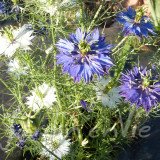 NIGELLE de Damas