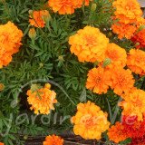 OEILLET D'INDE Nain varié