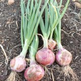 OIGNON Bronzé d’Amposta