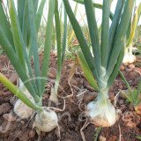 OIGNON Jaune paille des vertus