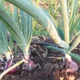 OIGNON Rouge red baron