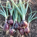 OIGNON Rouge robelja