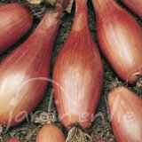 OIGNON Cuisse de poulet du Poitou (Echalion)