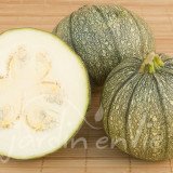 COURGETTE ronde de Nice