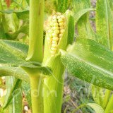 MAÏS DOUX Golden Bantam