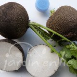 RADIS D'HIVER Noir gros rond