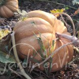 COURGE Musquée de Provence